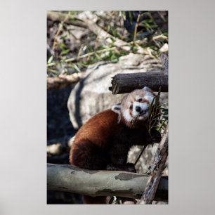 Poster Panda rouge et bambou
