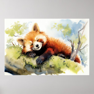 Poster Panda Rouge Se Détendre Dans Le Jardin Animal Amus