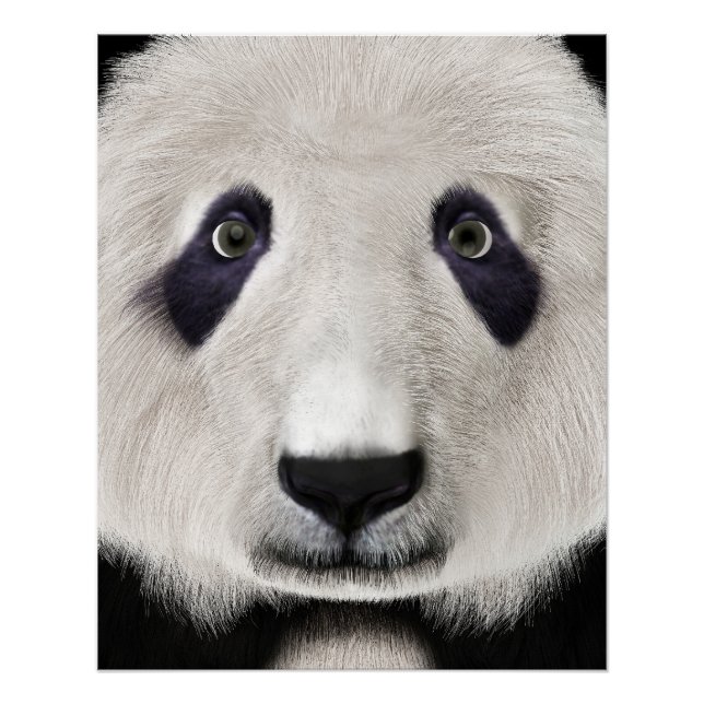 Poster Panda roux (Devant)