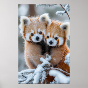 Poster Panda roux, animal sauvage dans un environnement n