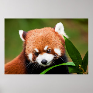 Poster Panda roux mignon