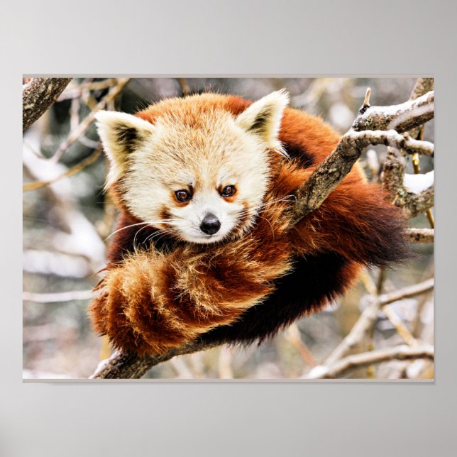Poster Panda roux sur une branche d'arbre (Devant)