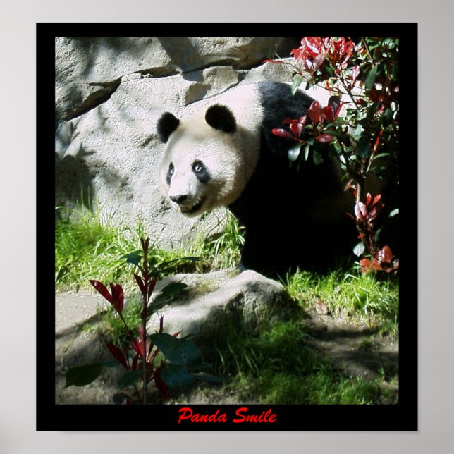 Poster Panda Smile (Devant)