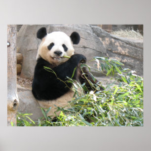 Poster Panda Snack