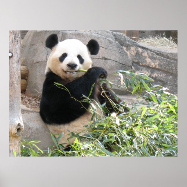 Poster Panda Snack (Devant)