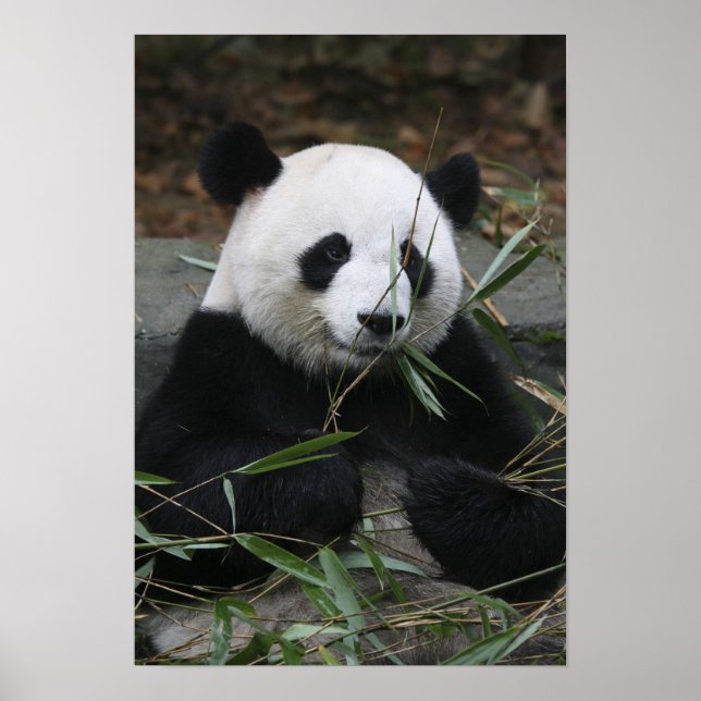 Poster pandas géants au Panda géant Protection & (Devant)
