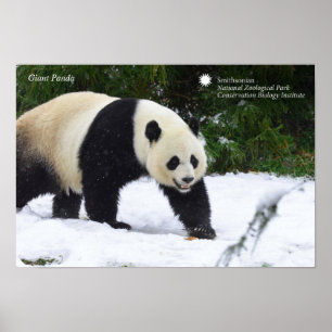 Poster Pandas géants de Smithsonien   dans la neige