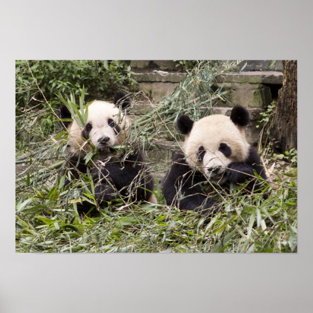 Poster Pandas Mangeant du bambou ! (Devant)