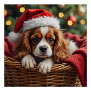 Poster Panier Confortable pour Cavalier King Charles Span