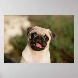 Poster Panneaux de chiot Carlin
