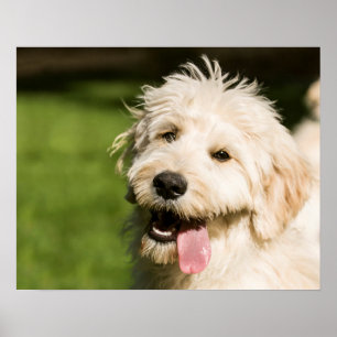 Poster Panneaux de chiot Goldendoodle