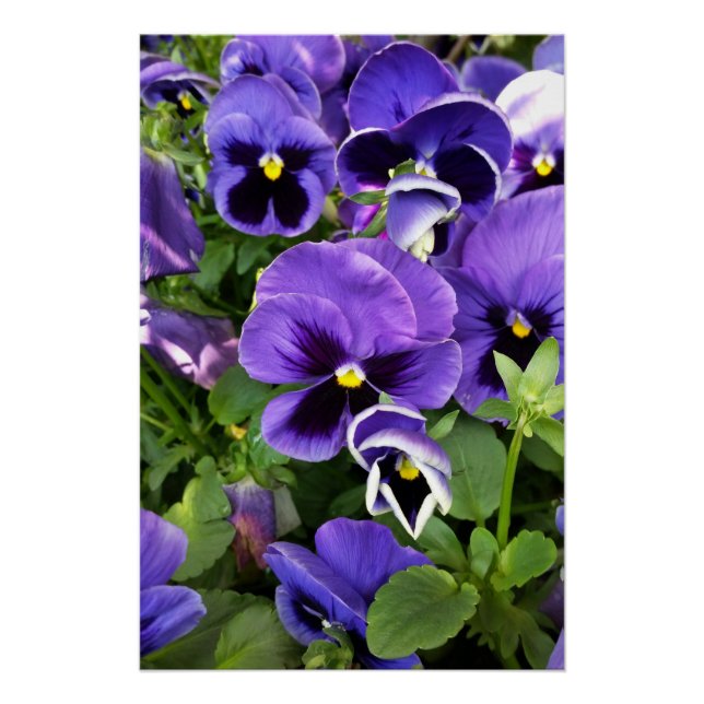 Poster panneaux violets (Devant)