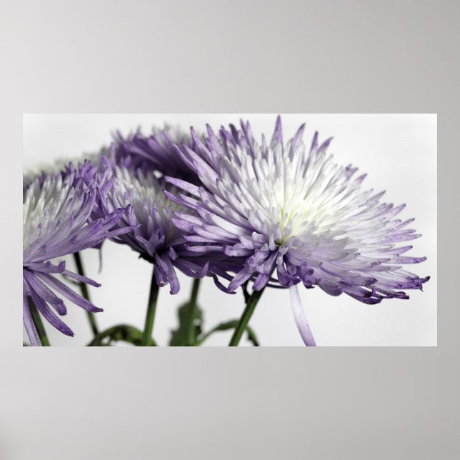 Poster Panorama de maman araignée pourpre (Devant)