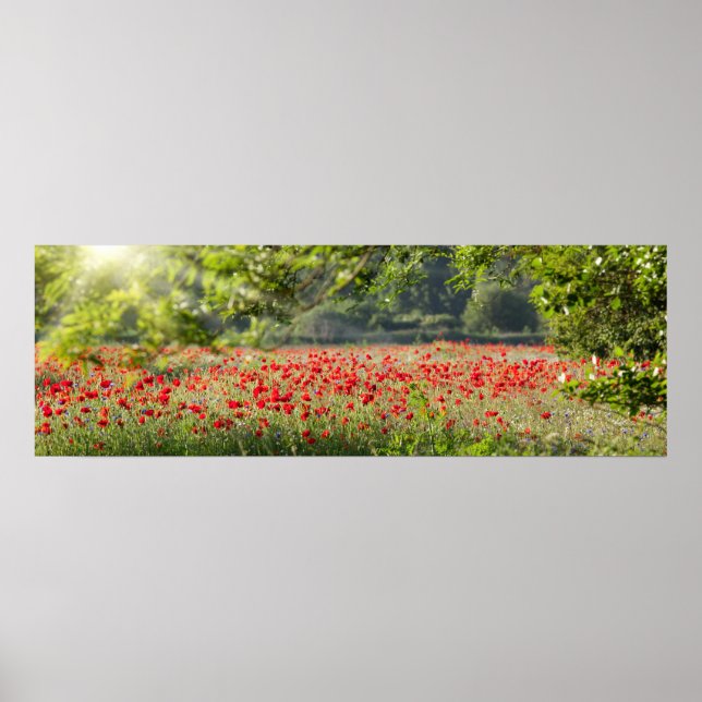 Poster Panorama du champ de pavot au printemps (Devant)