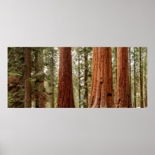 Poster Panorama géant Sequoia