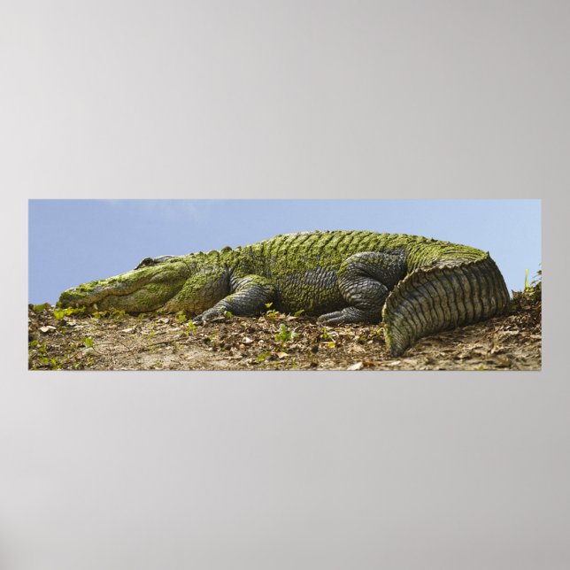 Poster Panoramique très grand Alligator (Devant)