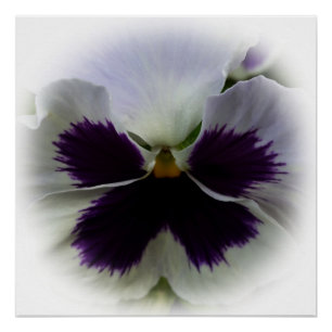 Poster Pansement pourpre et blanc
