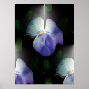 Poster Pansies
