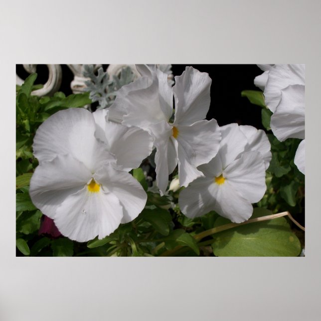 Poster Pansies blanches (Devant)