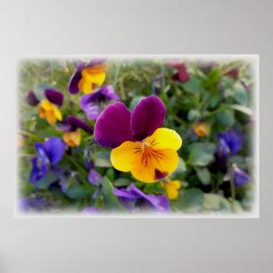 Poster Pansies lumineuses