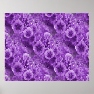 Poster Pansies pourpres...