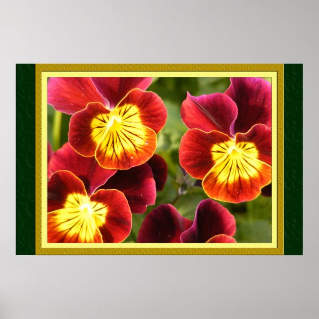 Poster Pansies rouges et jaunes (grand maté) (Devant)