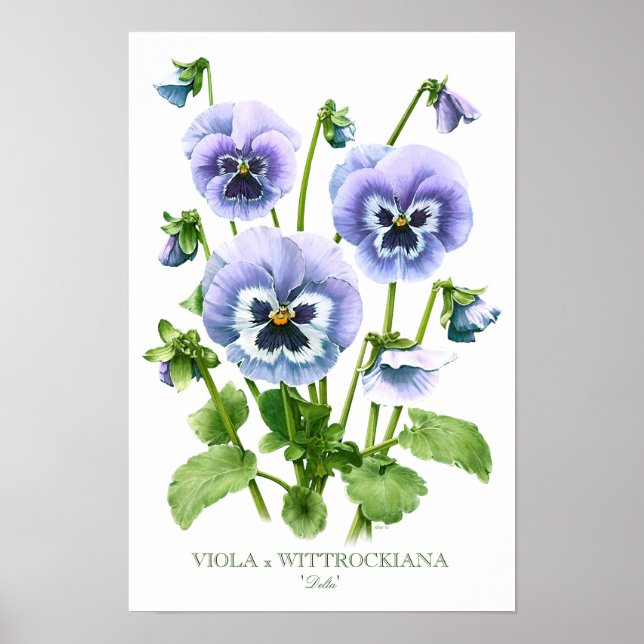 Poster Pansies violettes Art botanique Imprimer (Devant)