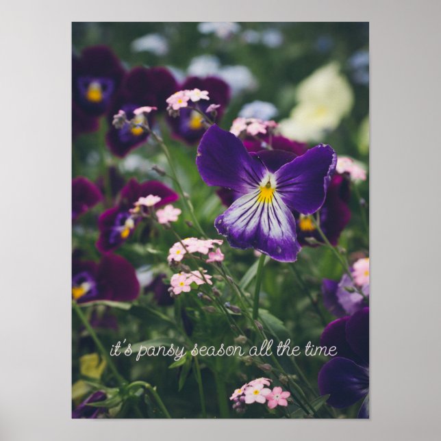 Poster Pansies violettes et oubliettes roses (Devant)