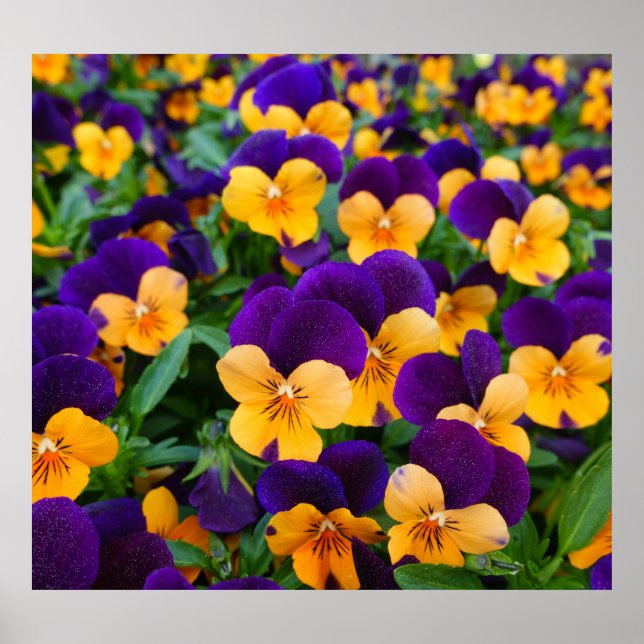 Poster Pansy Bloom : Garden Beauty Gros plan. (Devant)