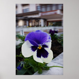 Poster Pansy on the sidewalk