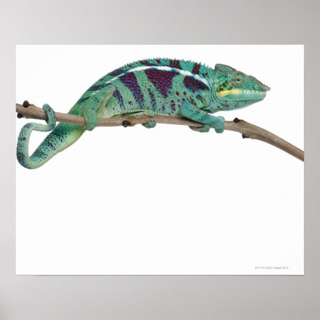 Poster Panther Chameleon Nosy Be (Furcifer pardalis) (Devant)