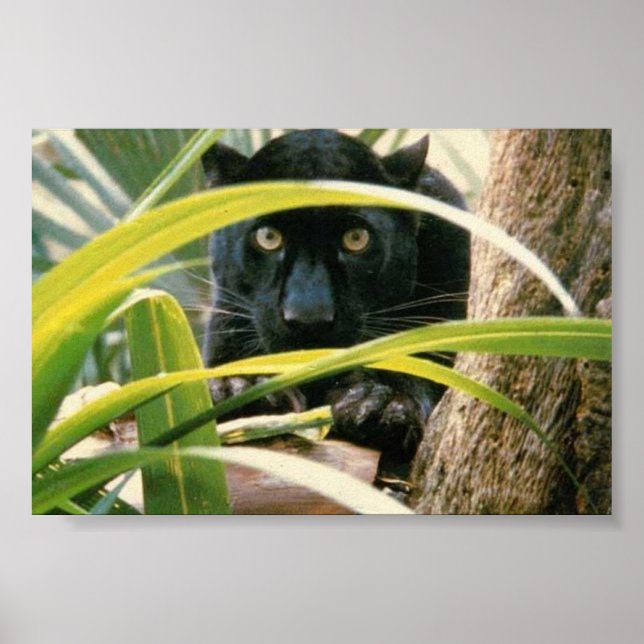 Poster panthère (Devant)