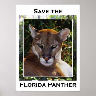 Poster Panthère de Floride
