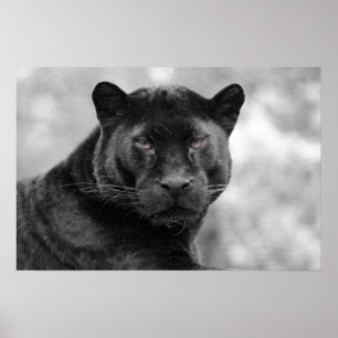 Poster panthère noir