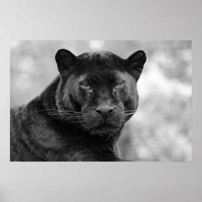 Poster panthère noir (Devant)