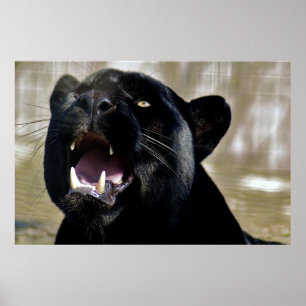 Poster Panthère noire