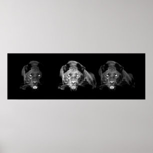 Poster Panthère noire sauvage Jaguar Cat Eyes Noir & Blan