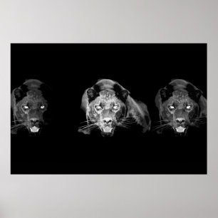 Poster Panthère noire sauvage Jaguar Cat Eyes Noir & Blan