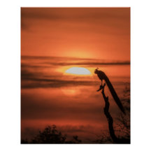 Paon au lever du soleil
