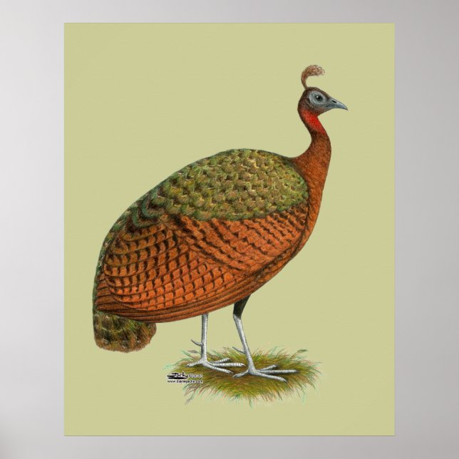 Poster Paon : Congo Peahen (Devant)