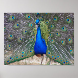 Poster paon fermé
