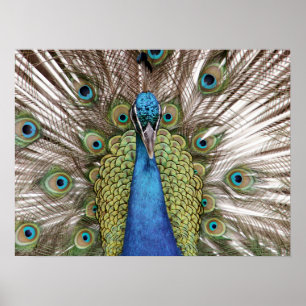Poster Paon montrant pour des visiteurs