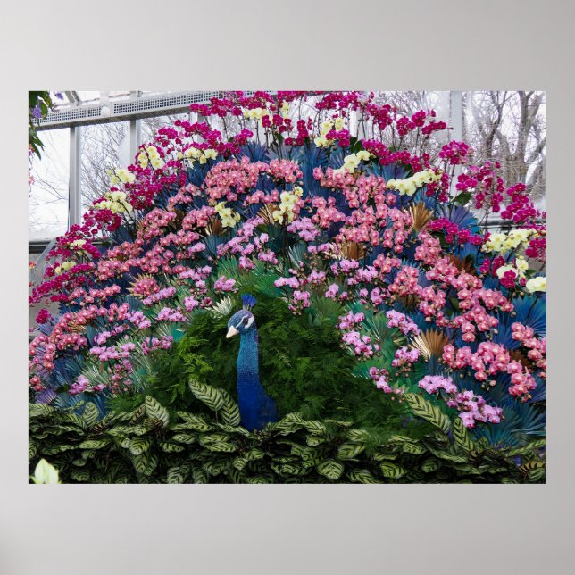 Poster Paon Orchidée (Devant)