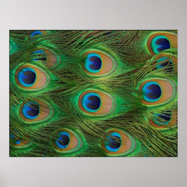 Poster Paon / Peacock (Devant)
