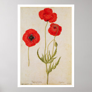 Poster Papavar rhoeas, c.1568