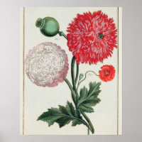 Papaver somniferum et Papaver rheas gravés par G