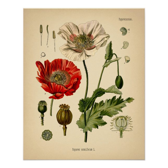 Poster Papaver Somniferum - Poppy (Devant)