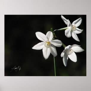 Poster Paperwhites dans le noir