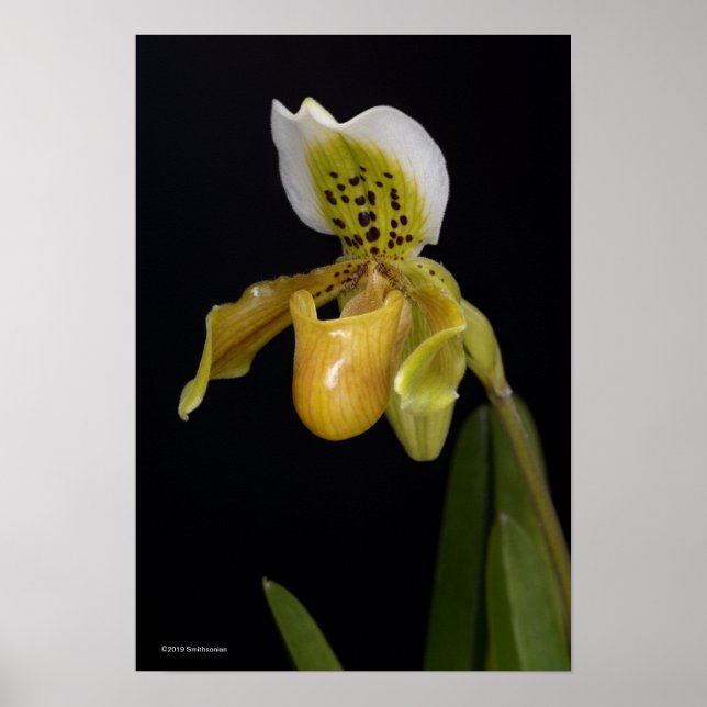 Poster Paphiopedilum Exul (Devant)