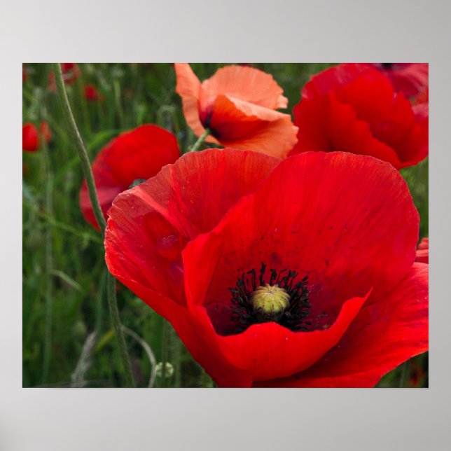 Poster Papier (Devant)